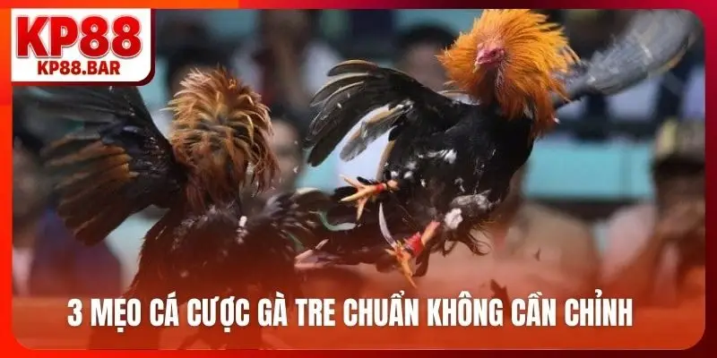 3 mẹo cá cược gà tre chuẩn không cần chỉnh