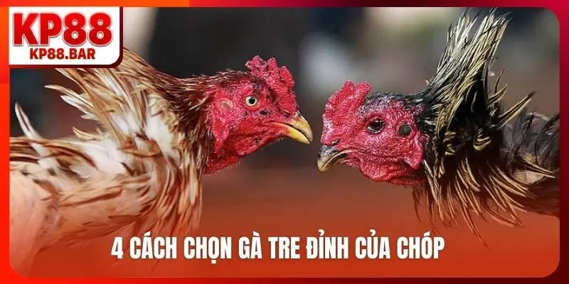 4 cách chọn gà tre đỉnh của chóp