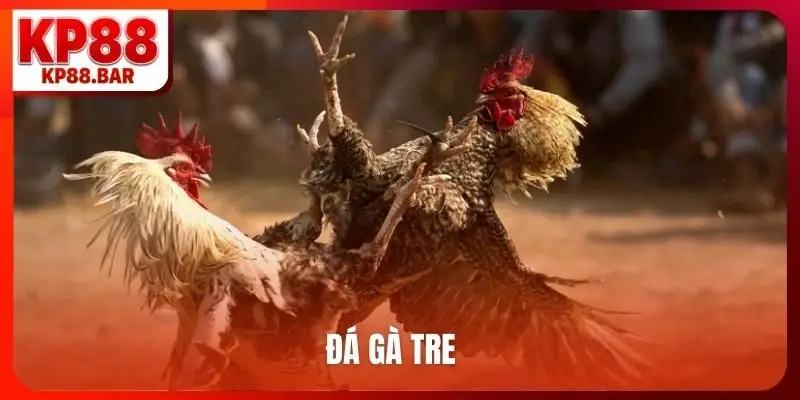 đá gà tre