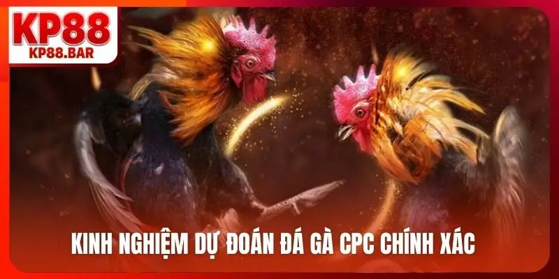 Kinh nghiệm dự đoán đá gà CPC chính xác