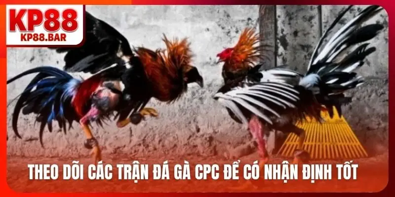 Theo dõi các trận đá gà CPC để có nhận định tốt