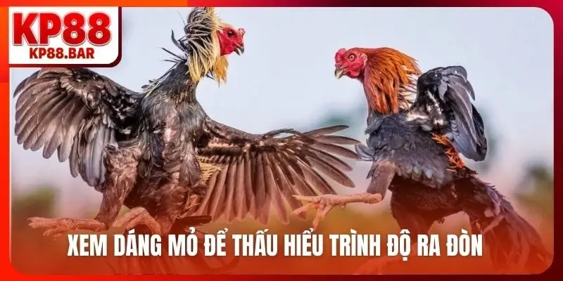 Xem dáng mỏ để thấu hiểu trình độ ra đòn
